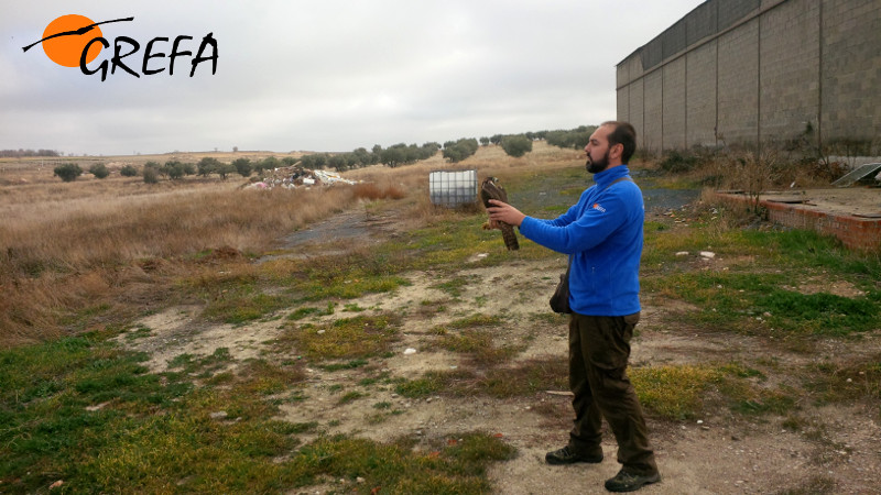 Momento de la liberación del halcón peregrino